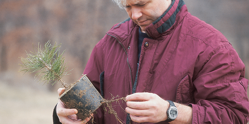 Une pépinière de plants mycorhizés avec la Tuber melanosporum (truffe noire)