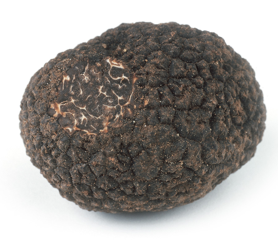 Tuber melanosporum