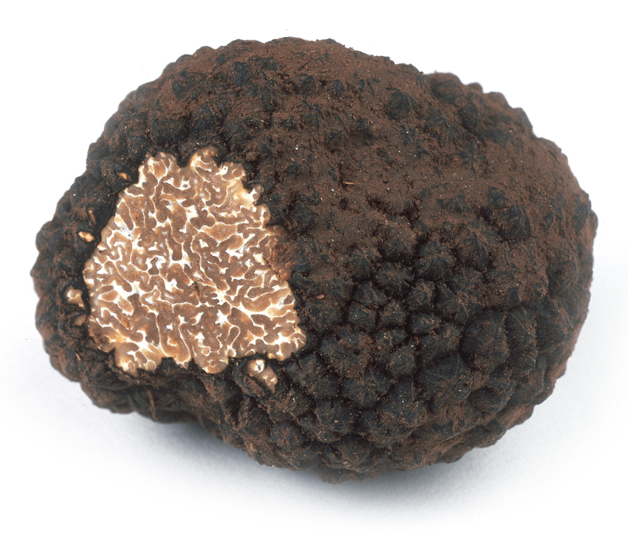 Tuber melanosporum