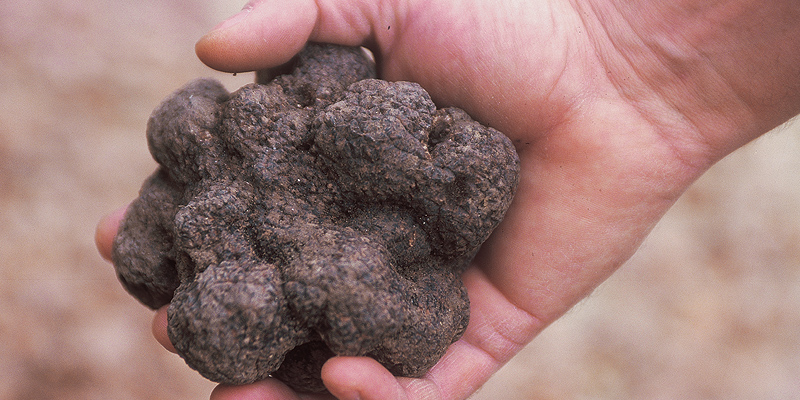 Découvrir la truffe, La toucher, La sentir