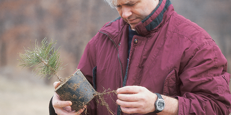 A nursery mycorhized by the Tuber melanosporum (black winter truffle)